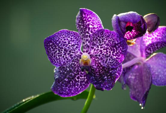 Blue Orchid Bouquet