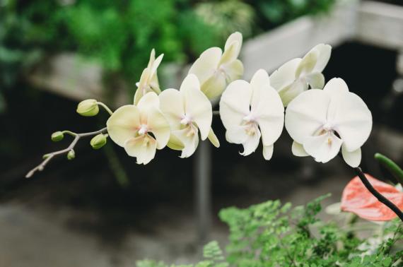 White Orchid Bouquet