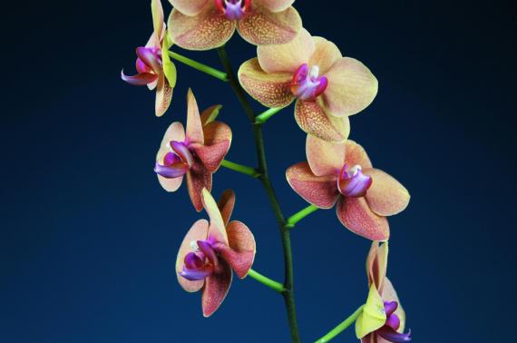 Wiring Orchids For Bouquet